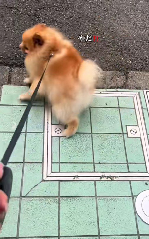 「ここは行かない~!!」