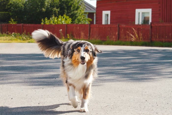 駆け寄ってくる犬