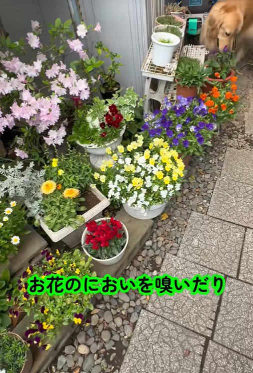 五右衛門くんはお花の匂いをチェック