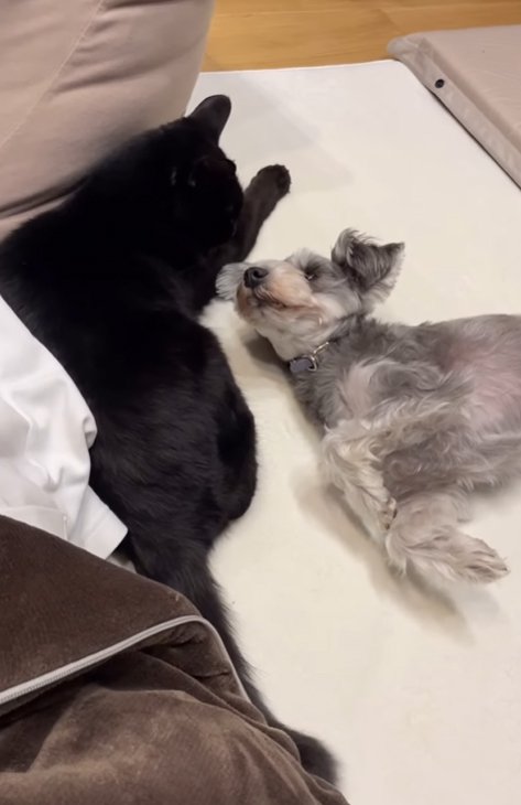 猫と遊ぶ小型犬