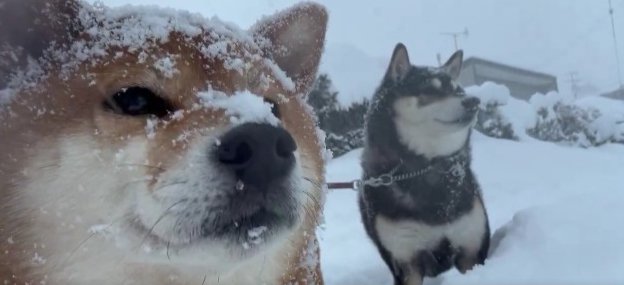 仲良く雪見