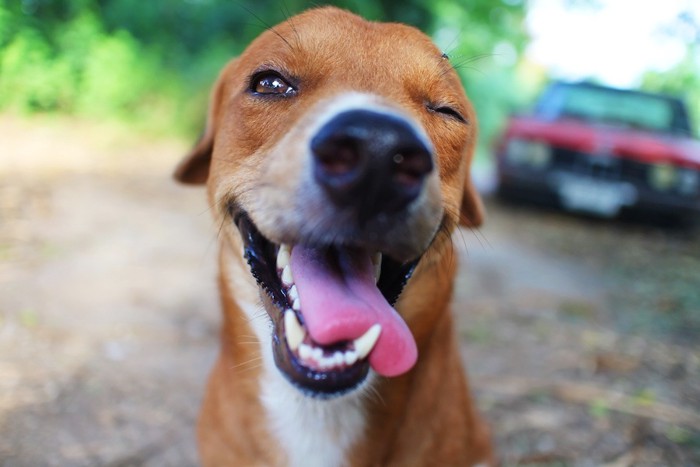 暑そうな犬の顔アップ