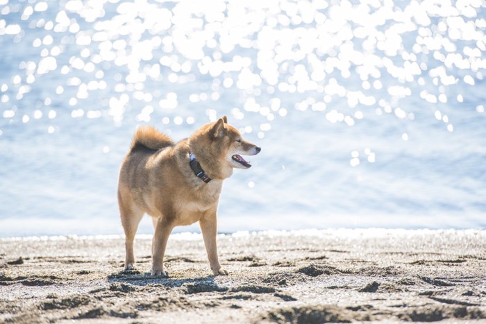 柴犬と海