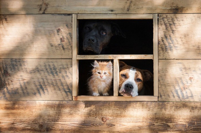 犬小屋にいる犬と猫