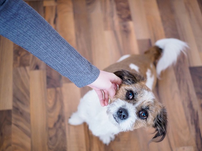 緊張した表情の犬