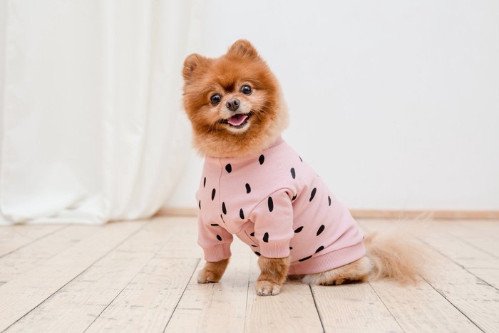 服を着たポメラニアン