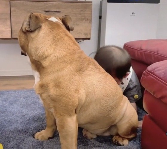 再び犬に顔をうずめる赤ちゃん