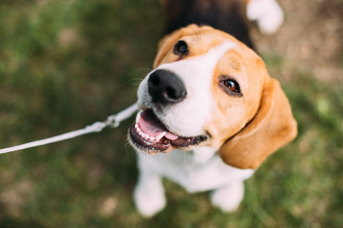 上を見上げて幸せそうに笑っている犬