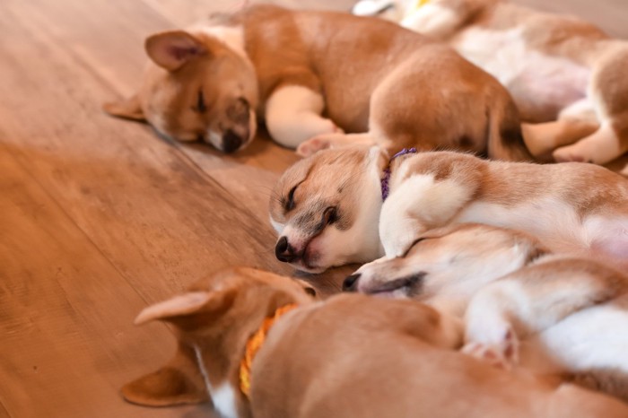 並んで眠るコーギーの子犬