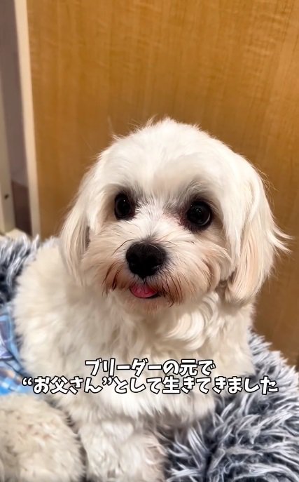 マルチーズのムックくん