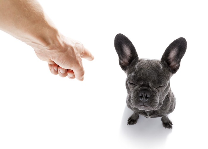 叱られてやる気を無くしている犬