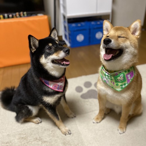 柴犬
