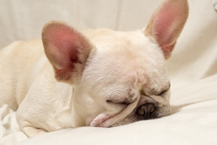 気持ちよさそうに寝ている犬