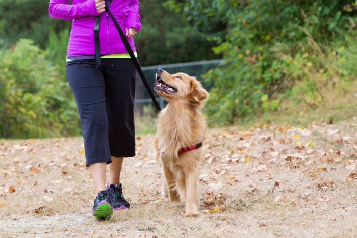 散歩中の犬と女性