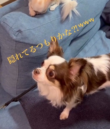 嬉しそうな表情で飼い主を見上げる白黒模様の犬