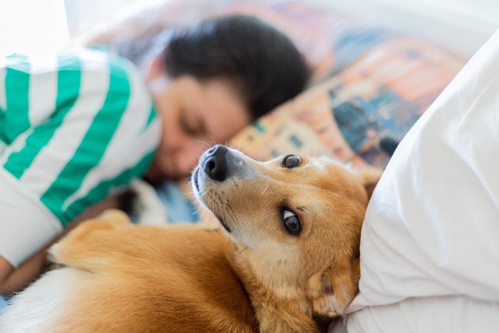 寝てる女性と振り向く犬