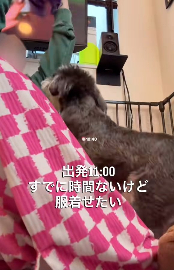服を着せたい飼い主さん