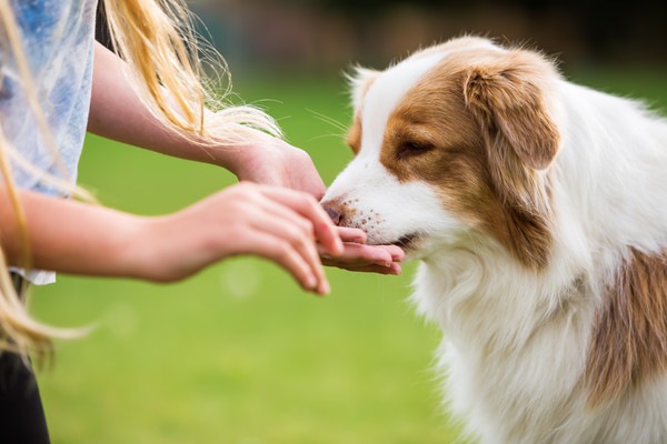 手から食べる犬