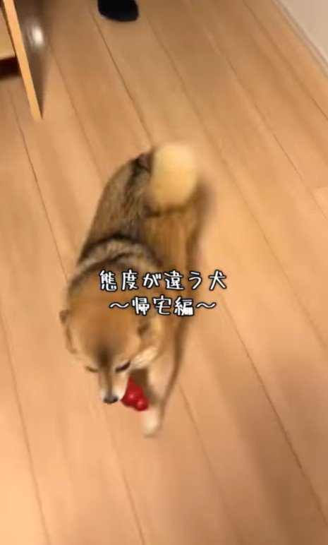 あずきちゃんの態度の違い2