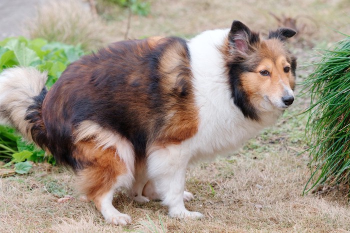 うんちのポーズ、シェルティー