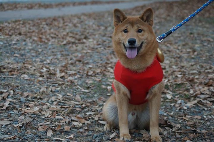 赤い服の犬