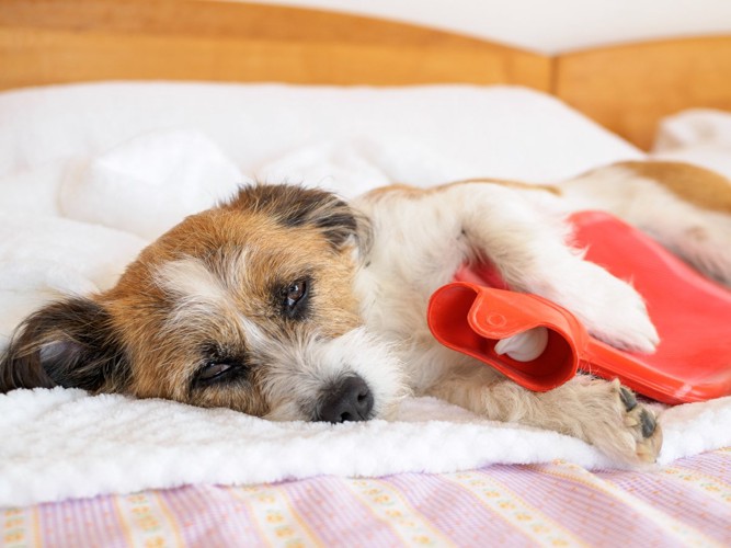 お腹を温める犬