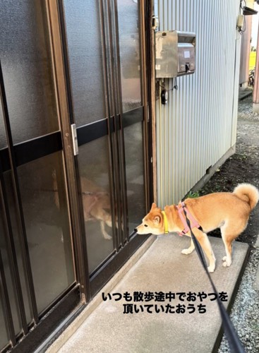 玄関の引き戸に鼻先を近づけている犬
