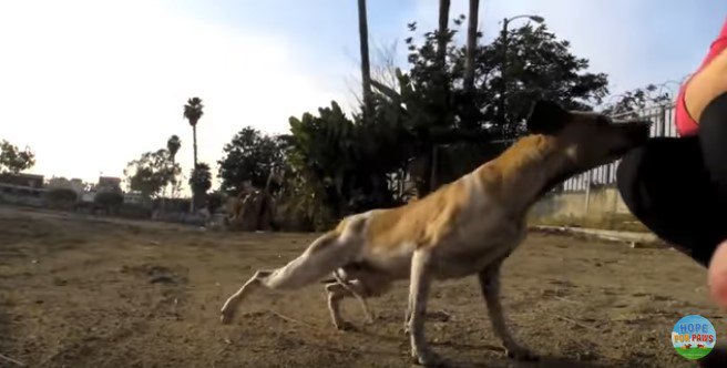 人の臭いをかぐ犬