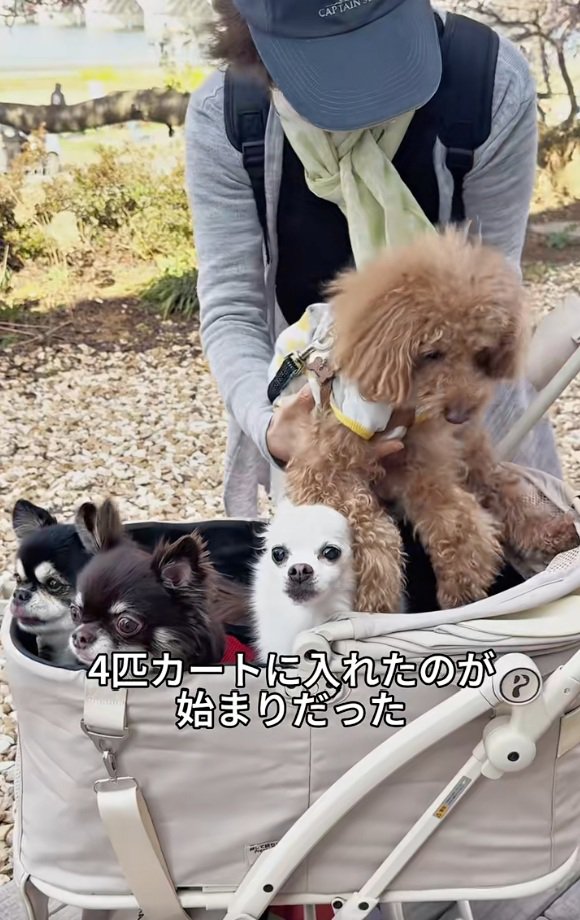 ワンコをカートに入れる飼い主さん