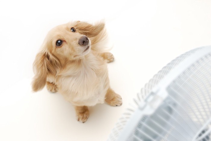 扇風機の前に立つ犬