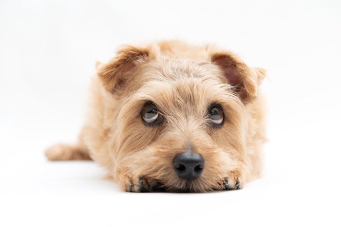 見上げる子犬