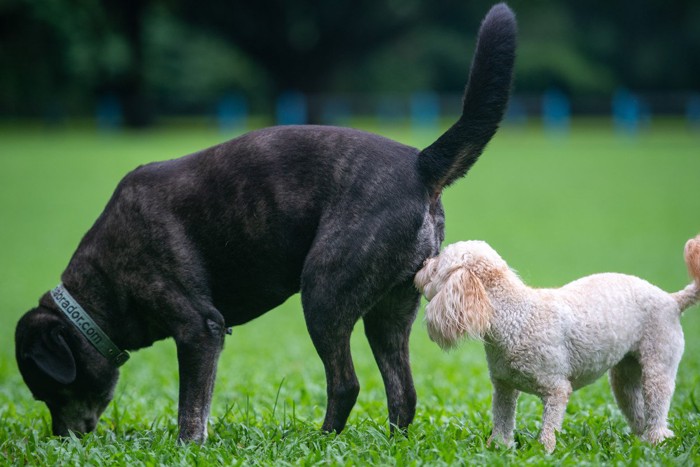 大きい犬のおしりをかぐ小さい犬