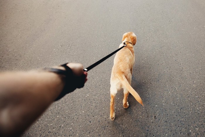 犬 散歩中 リードを強く引く