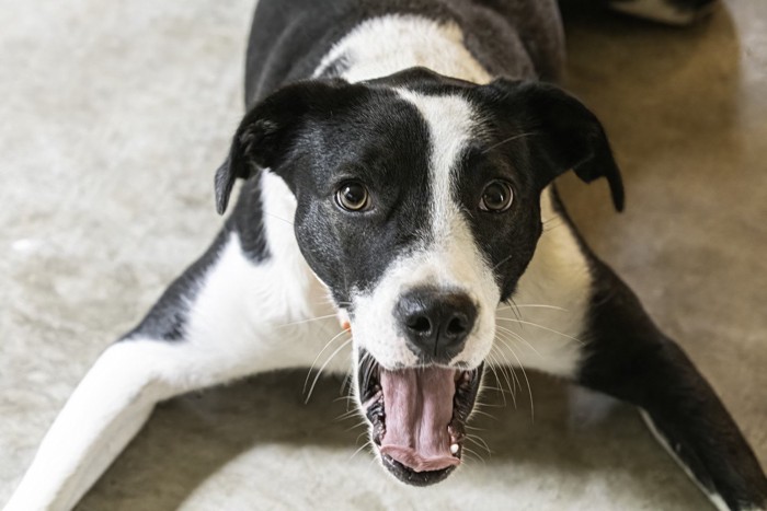 口を開ける白黒の犬