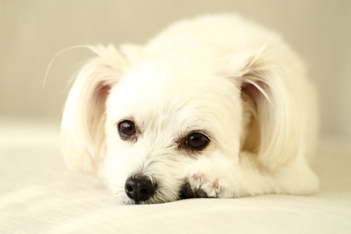 伏せて見つめる白い垂れ耳の犬