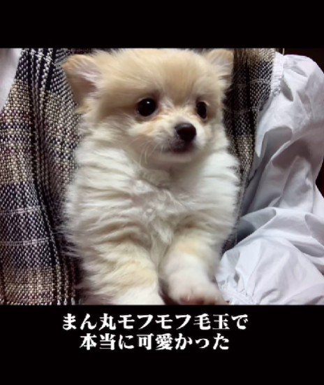 ぽわぽわたぬき顔