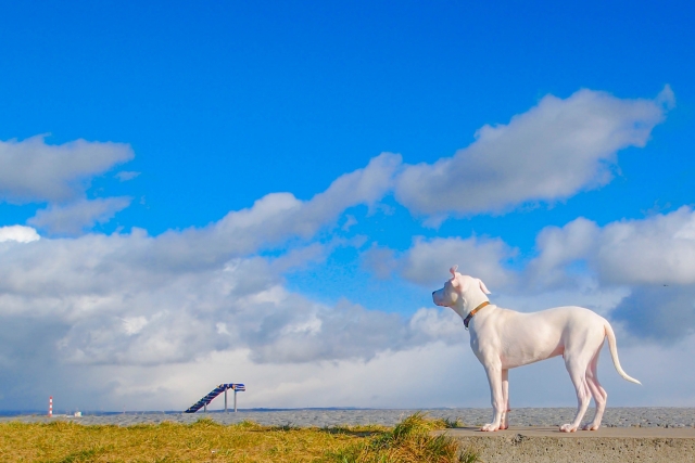 青空と犬の写真