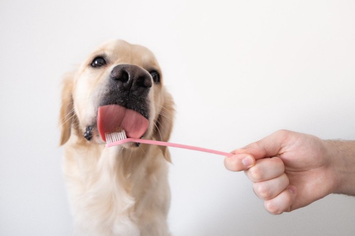 歯ブラシを舐める犬