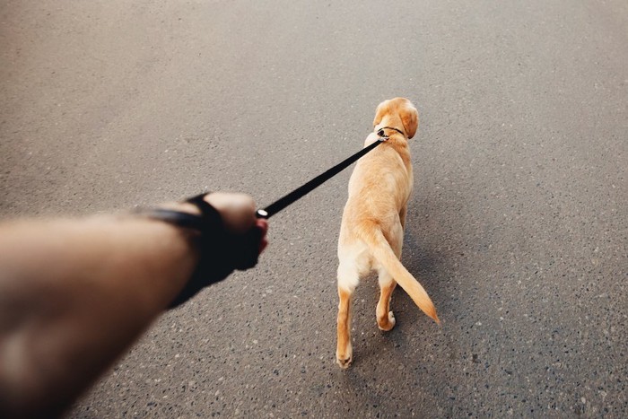 リードを引っ張って歩く犬の後ろ姿