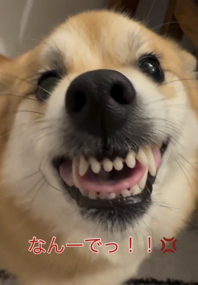 歯を見せて訴える犬