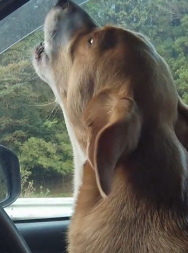真剣な顔で遠吠えをする犬