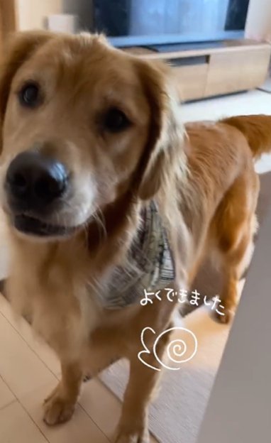 嬉しそうな顔のゴールデンレトリバー