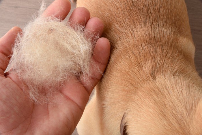 犬の抜け毛と背中