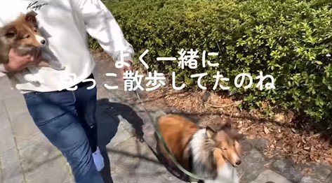 ソフィーちゃんのビフォーアフター2