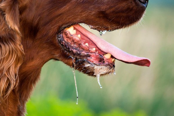 犬の異常な息切れを見極めるポイント 