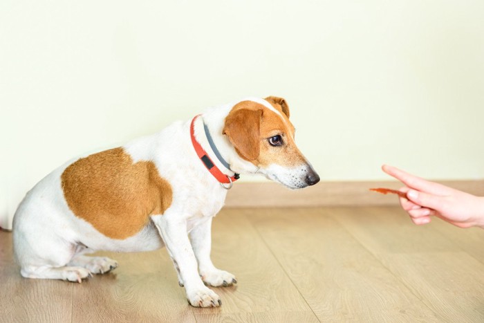 犬のしつけ