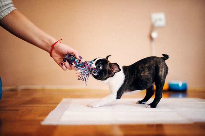 飼い主と遊ぶボストンテリア