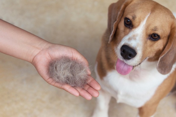 犬のブラッシングで抜けた毛