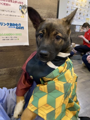 坊ちゃん