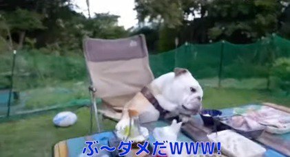 テーブルの上に並べられた食べ物に鼻を近づけるオスの犬